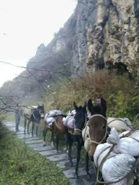 广东骡子运输队
